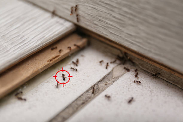 Best Best Pest Control Companies  in Pikesville, MD
