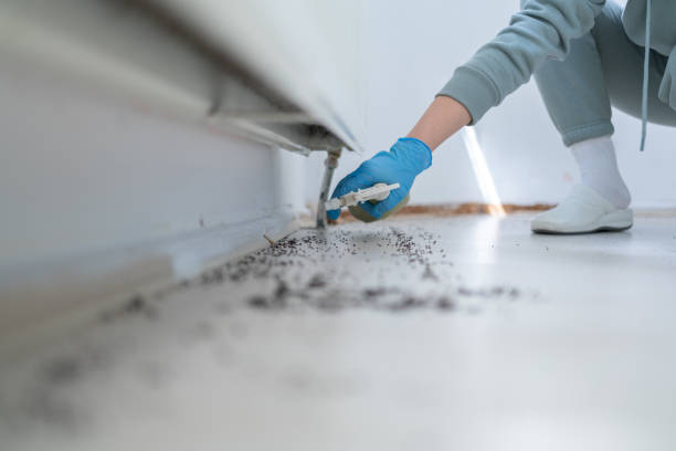 Best Ant Control Services  in Pikesville, MD